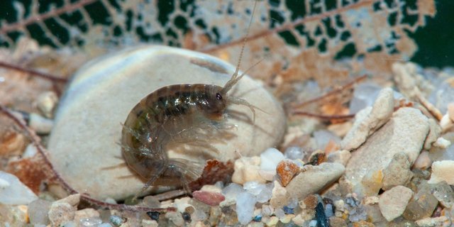 Der Bachflohkrebs (Gammarus fossarum) ist das Tier des Jahres 2021 von Pro Natura. (Bild Verena Lubini)
