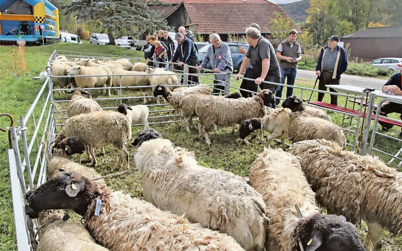 Die Dorperschafe mit dem schwarzen Kopf warten in der vorderen Koppel, schön abgetrennt hinten sind die Texel, dabei handelt es sich um eine Fleischrasse. 