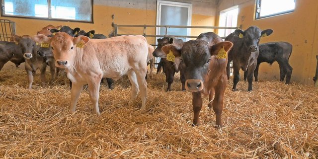 Schon bald müssen die Tränkekälber sowohl auf dem Geburts- wie auch auf dem Folgebetrieb gegen die Kälbergrippe geimpft werden.  