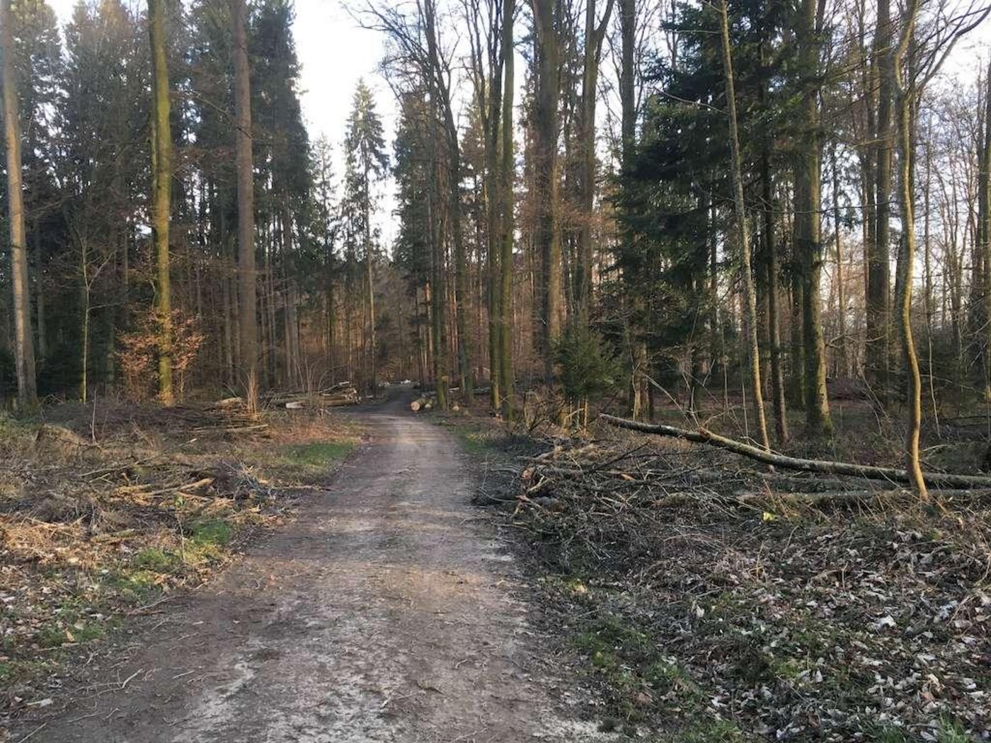 Die beiden Stürme Petra und Sabine zum Jahresbeginn 2020 haben im Berner Wald Spuren hinterlassen. (Bild jsc)