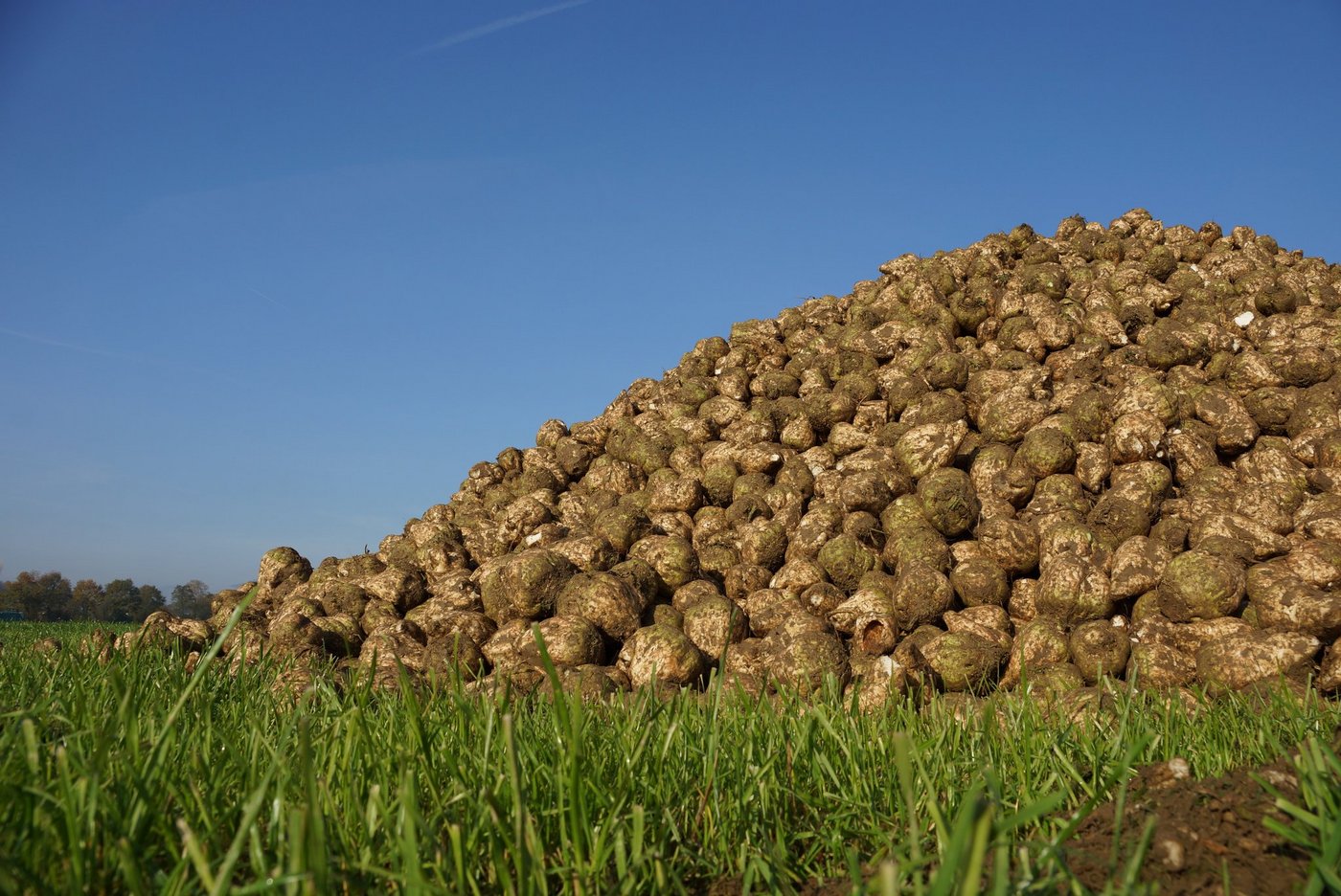 Die erste Kampagnenwoche zeigt einen überraschenden Anstieg der Zuckergehalte.  (Symbolbild BauZ)