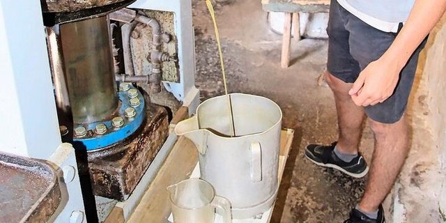 Lukas Spalinger beurteilt die Qualität des goldgelben Nussöls, welches aus dem Presszylinder fliesst.