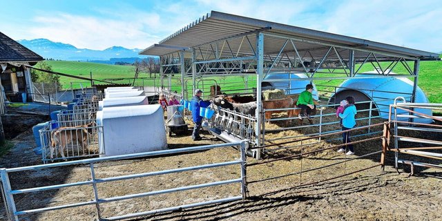Rund 1000 Mastkälber wurden in extra dafür konzipierten Freiluftställen gehalten. Die Forschungsergebnisse waren erfreulich.       