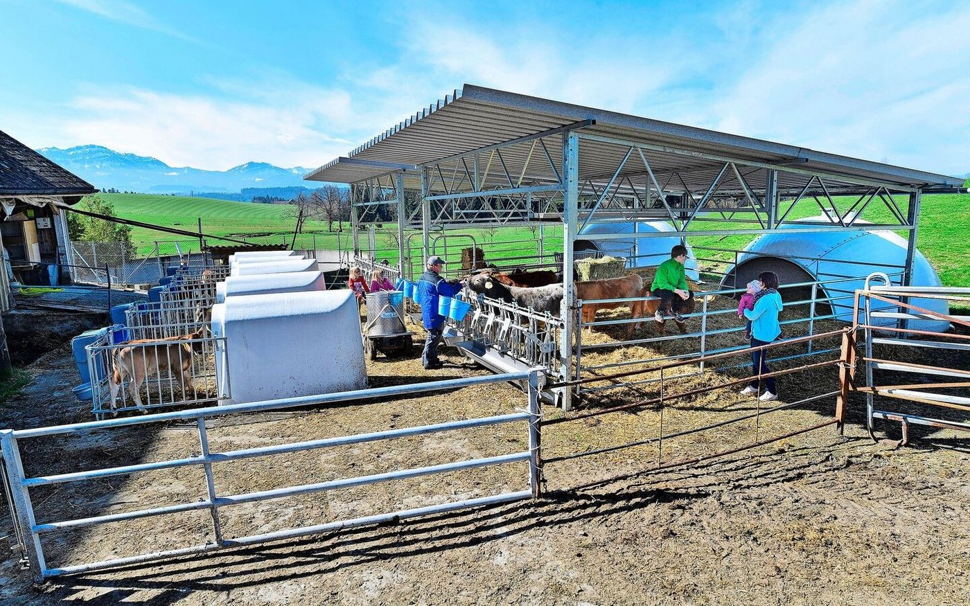 Rund 1000 Mastkälber wurden in extra dafür konzipierten Freiluftställen gehalten. Die Forschungsergebnisse waren erfreulich.       