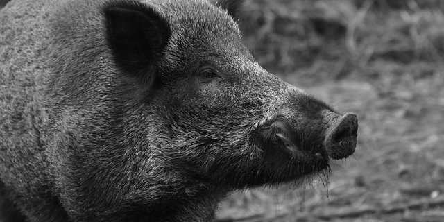In Deutschland wurde zum ersten Mal bei einem toten Wildschwein nahe der Grenze zu Polen die Afrikanische Schweinepest nachgewiesen worden. (Bild Pixabay)