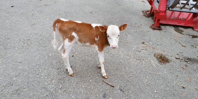 Djamila ist gewachsen. Sie ist im Alter von acht Wochen so schwer wie andere bei der Geburt.