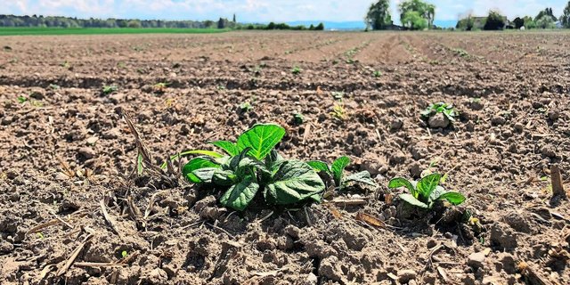 Je nach Produkt und Anwendungsstadium werden unterschiedliche Resultate versprochen, z. B. eine bessere Hitzetoleranz.