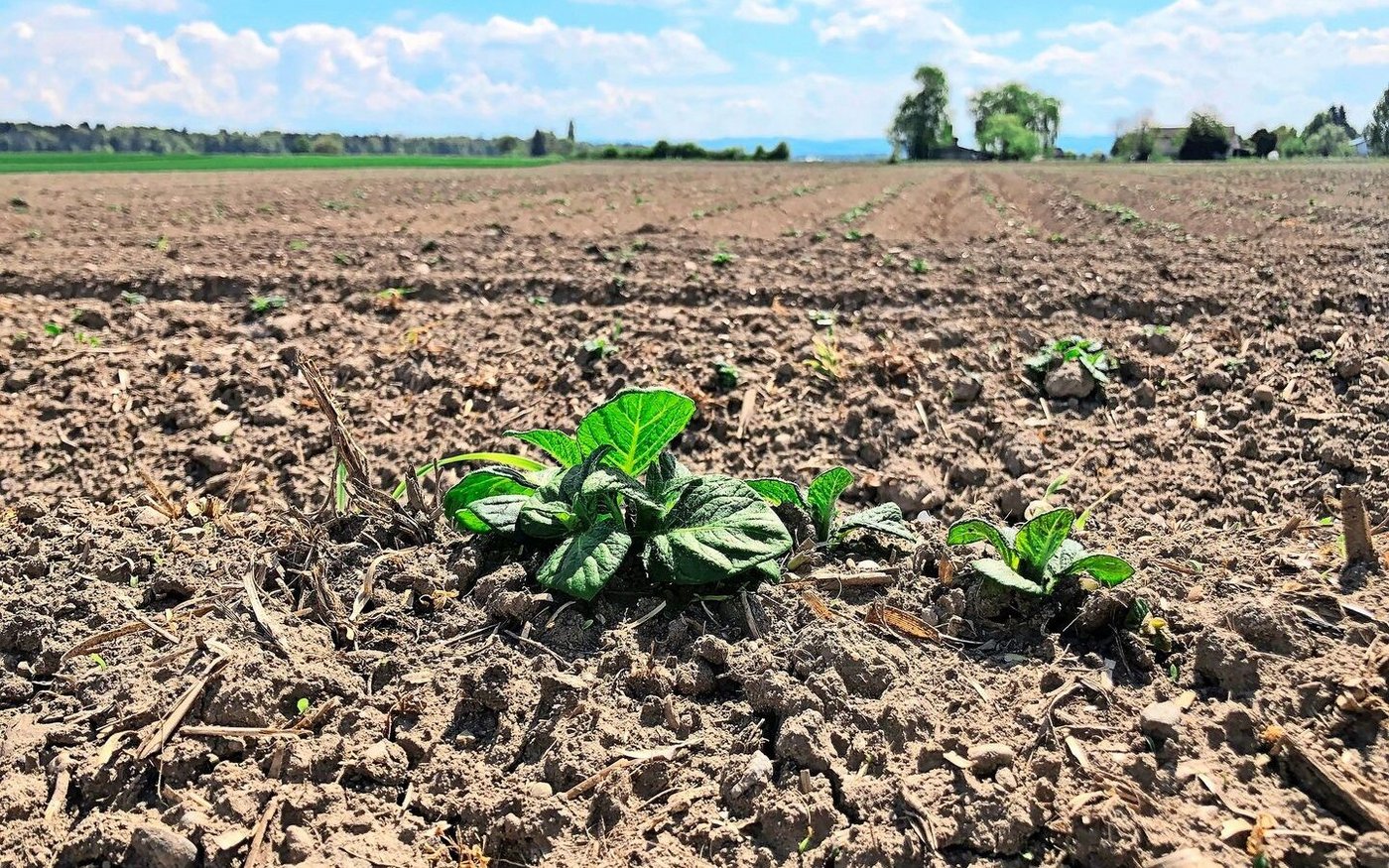 Je nach Produkt und Anwendungsstadium werden unterschiedliche Resultate versprochen, z. B. eine bessere Hitzetoleranz.