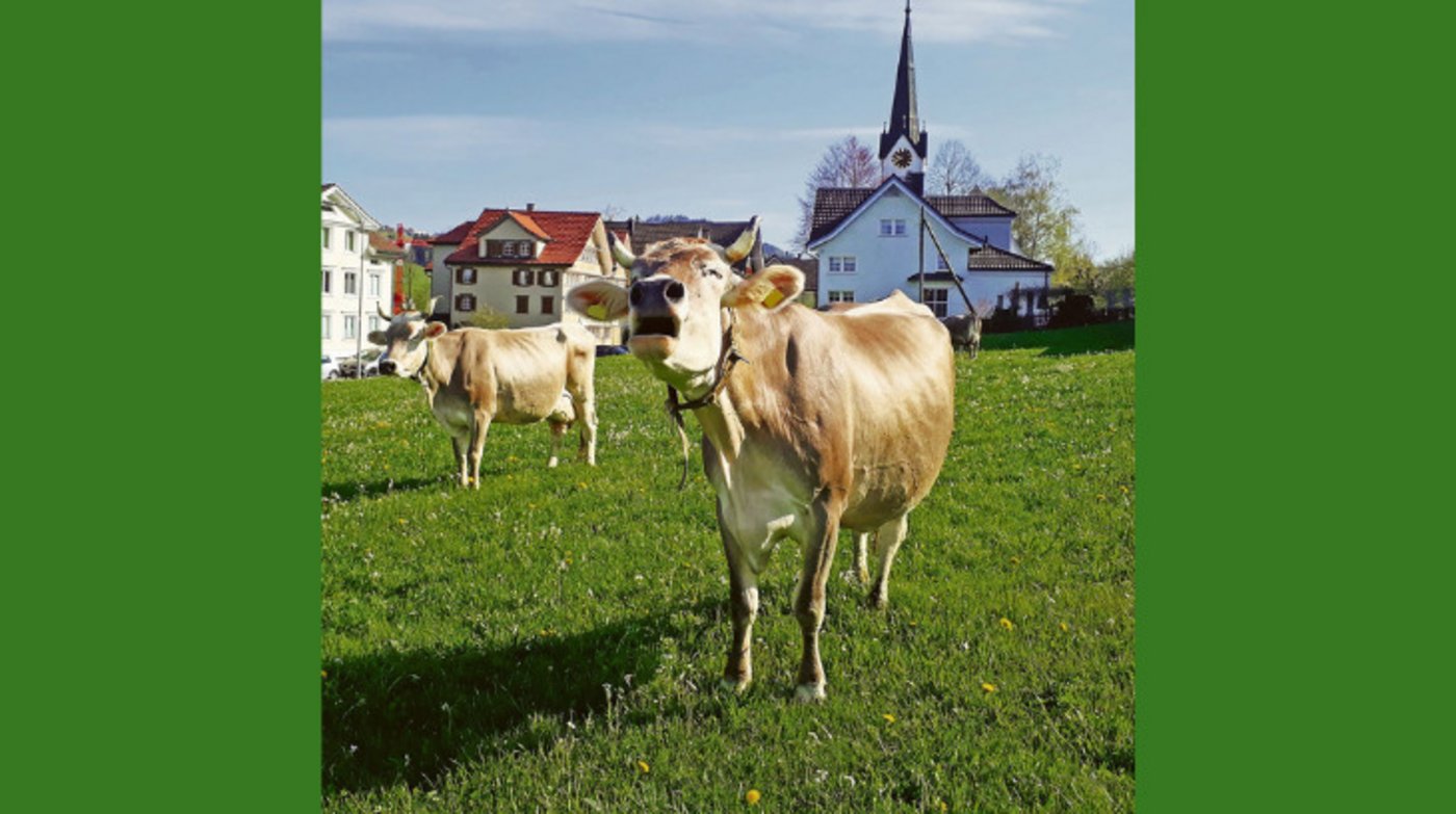 Wenn es nach dem Verein Arbeitskreis Kirche und Tiere geht, sollen Kühe Hörner tragen und nicht unbedingt auf einem Grill landen. Die Organisation sensibilisiert Kirchgemeinden darauf, dass Tiere fühlende Mitgeschöpfe sind. (Symbolbild Andrea Knaus)