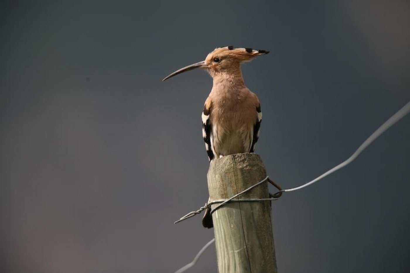 Im Buch vorgestellt wird z. B. der Widehopf. (Bild Raphaël Arlettaz)