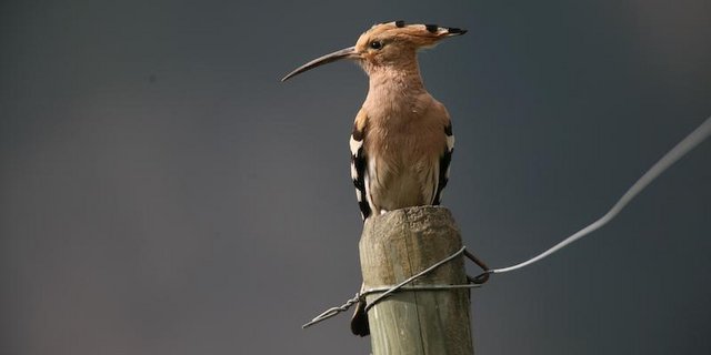 Im Buch vorgestellt wird z. B. der Widehopf. (Bild Raphaël Arlettaz)