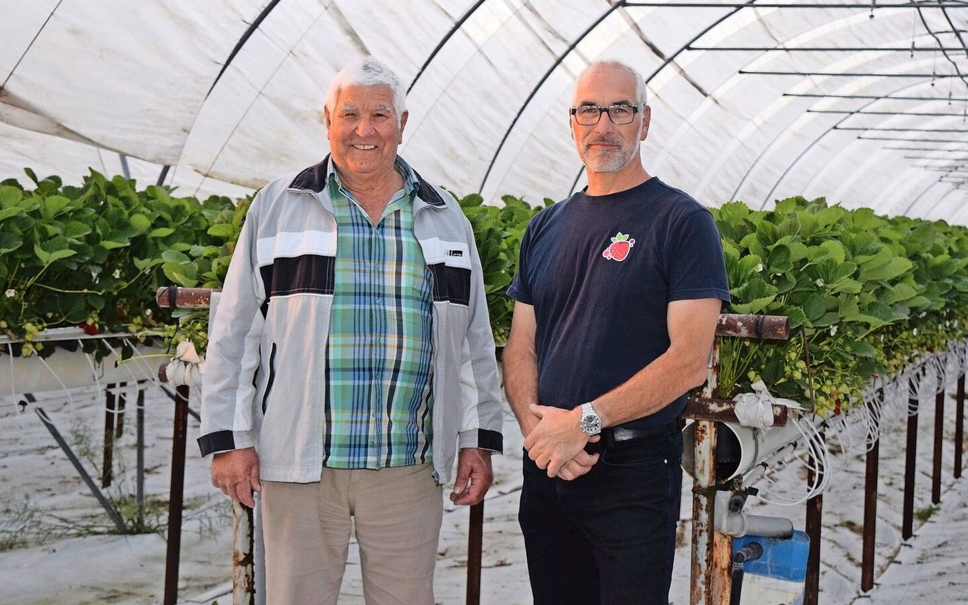 Anton Wieland (l.) in Märstetten war einer der ersten Erdbeerproduzenten in der Ostschweiz. Sohn Thomas führt den Pilgerhof in zweiter Generation und produziert ausschliesslich Beeren.