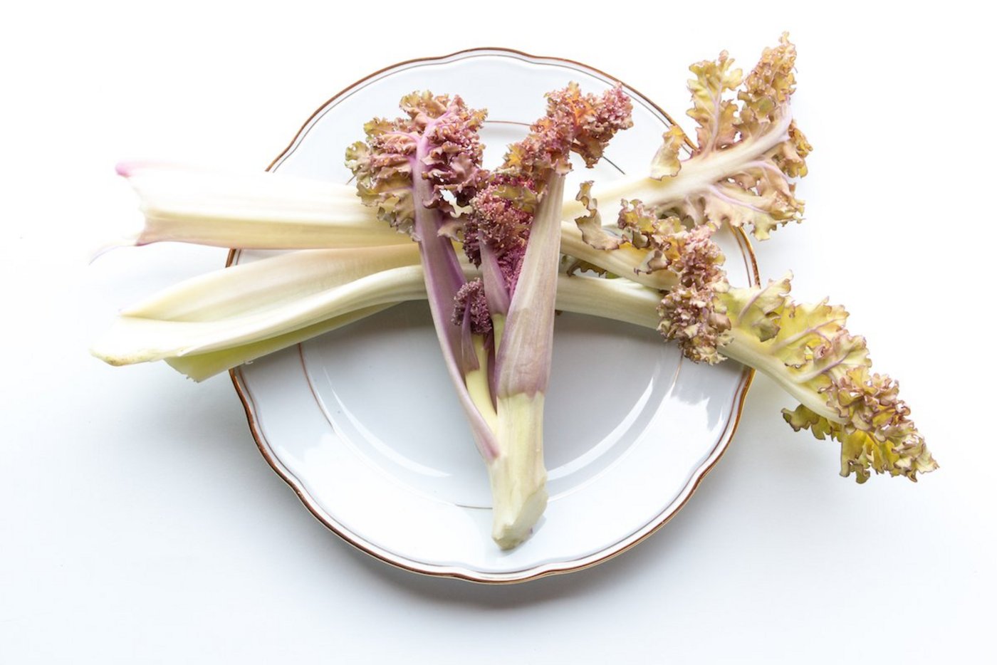 Meerkohl ist vielseitig nutzbar und pflegeleicht (Foto: Eveline Dudda)