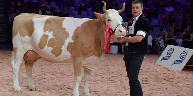 Fabbio Azalea bei ihrem grossen Sieg an der Swiss Expo von Mitte Januar. (Bild Peter Fankhauser)