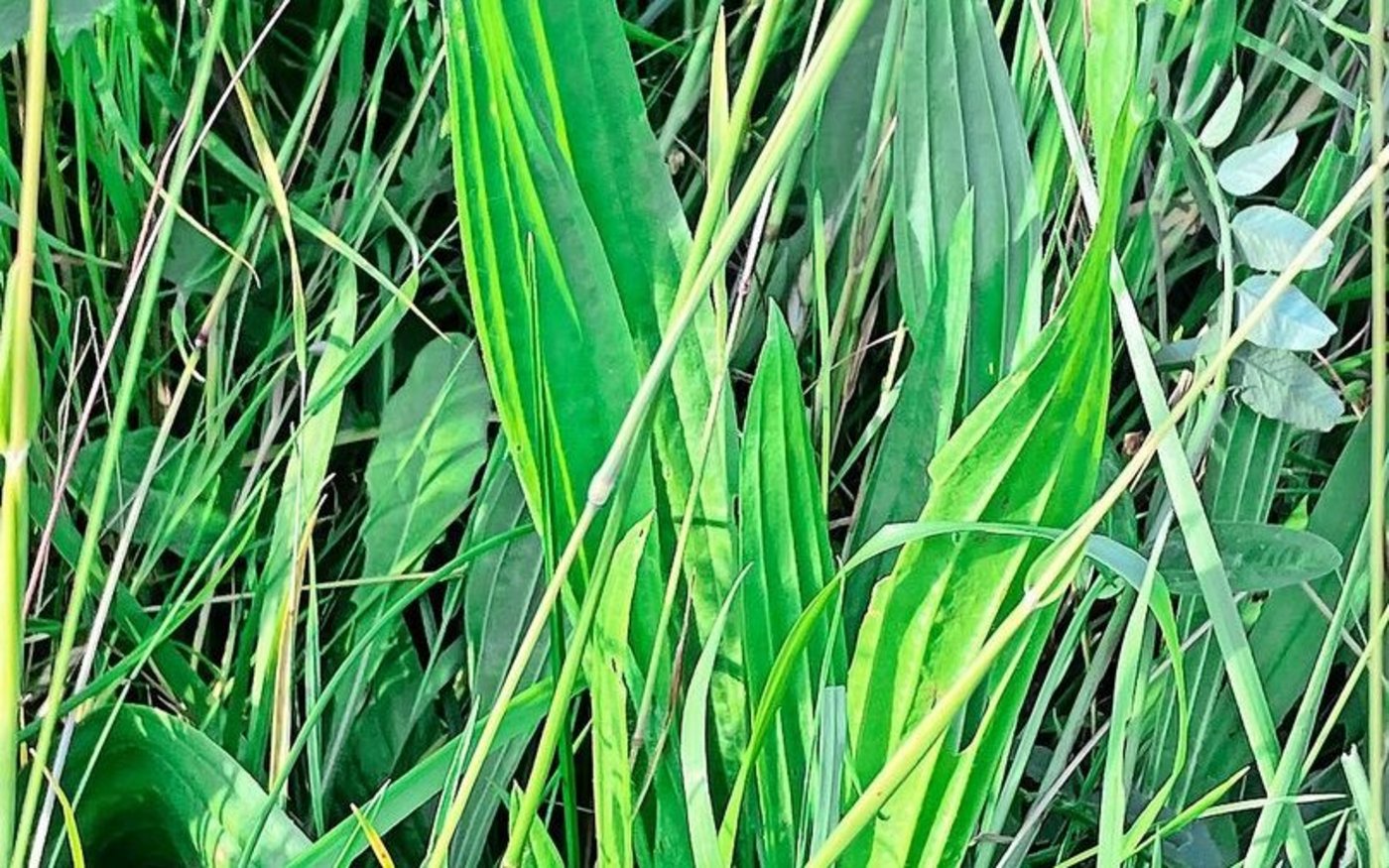 Vereinzelt gibt es im Futterbau bereits Saatgutmischungen mit Spitzwegerich.