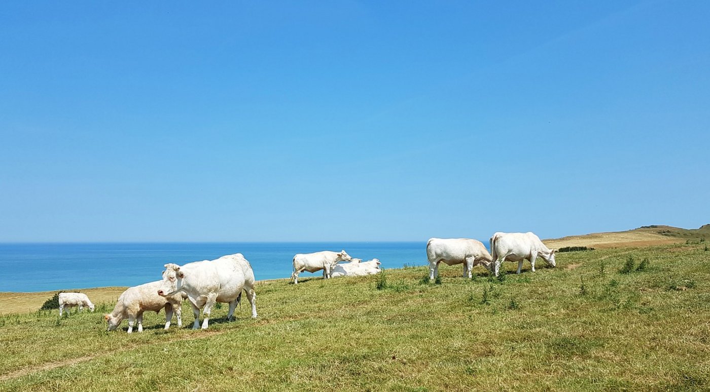 Kühe in der französischen Normandie. (Bild Pixabay)