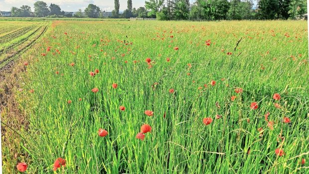 Klatschmohn enthält giftige Wirkstoffe, einige davon sind immer noch unbekannt. Auch im Dürrfutter ist der Mohn toxisch, allerdings nur nach Aufnahme grosser Mengen.