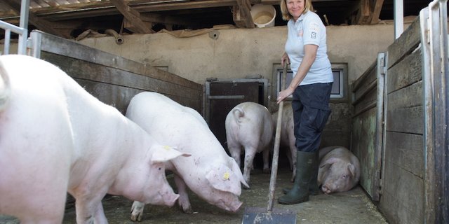 Susanne Betscher betreut mit ihrem Mitarbeiter 100 Zuchtsauen. Diese Gruppe wartet darauf, besamt zu werden. (Bilder Melina Gerhard)