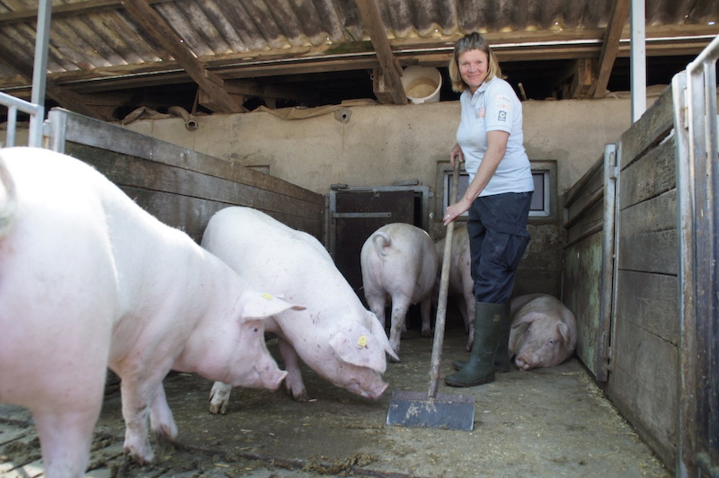 Susanne Betscher betreut mit ihrem Mitarbeiter 100 Zuchtsauen. Diese Gruppe wartet darauf, besamt zu werden. (Bilder Melina Gerhard)