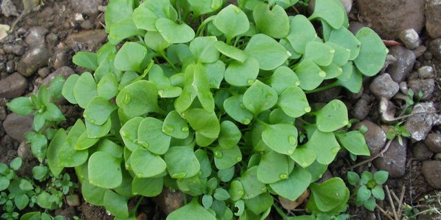 Winterportulak mag kühle Temperaturen und keimt nur bei Temperaturen unter 12 Grad. (Bild Pro Specie Rara)