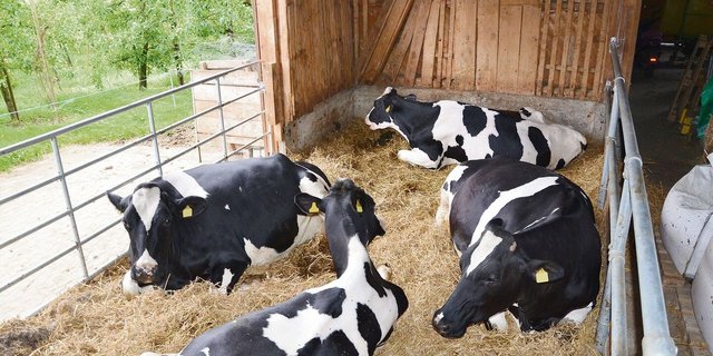 Idealerweise liegen Galtkühe auf Tiefstreu.