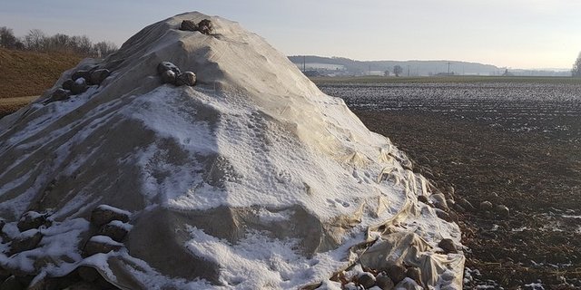 Der Kampf um die inländische Zuckerherstellung geht weiter. (Bild BauernZeitung)