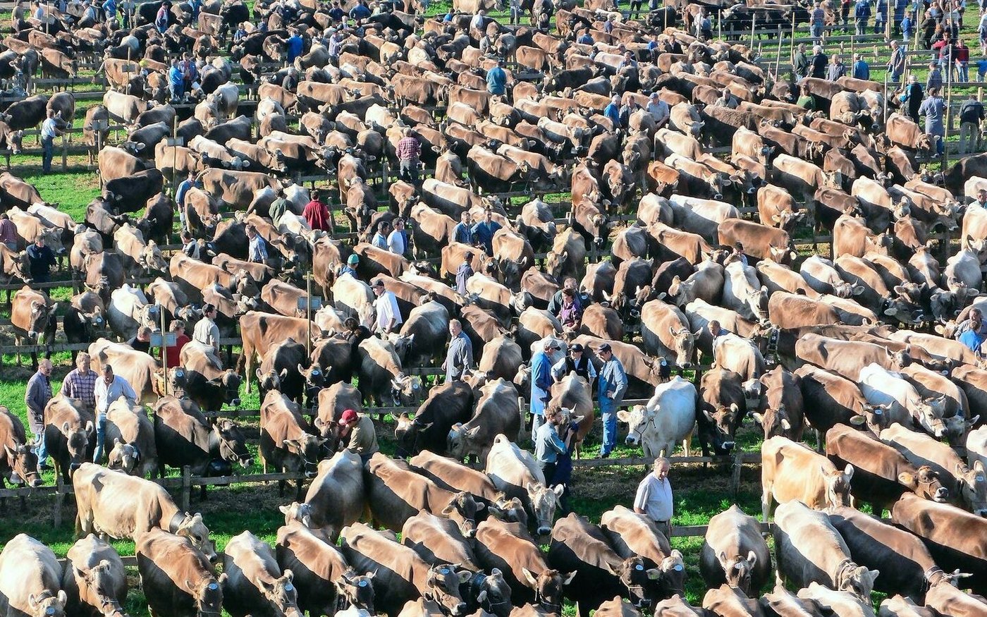 Tausende von Tieren werden in den kommenden Wochen wieder ausgestellt.