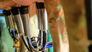 Das gute Futter ist schuld: Die Milcheinlieferungen sind seit ein paar Monaten zu hoch. Der Markt kann die Menge nicht schlucken. Die Milchproduzenten sollen jetzt weniger melken.   