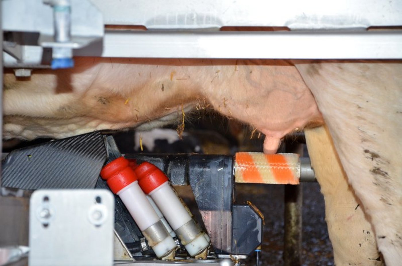 Die Bauern werden gemolken und schikaniert. (Bild Aline Küenzi)