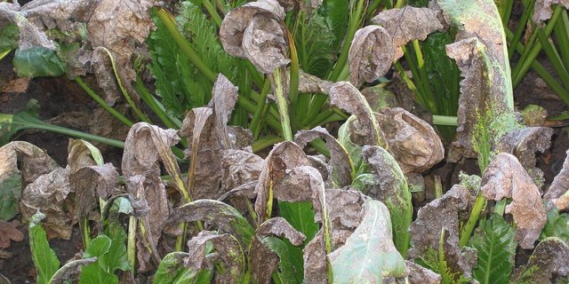 Die Cercospora-Blattfleckenkrankheit (Cercospora beticola) an Zuckerrüben. (Bild Rasbak)