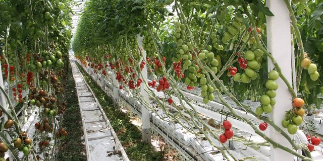 In Gewächshäusern können sich Schädlinge und Krankheiten schnell ausbreiten. Hygienemassnahmen sind insbesondere bei Quarantäneorganismen wichtig. (Bild BauZ / Andrea Wyss) 