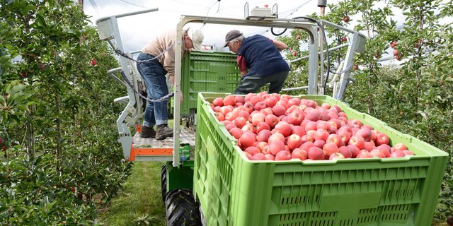 Begonnen wird die Ernte mit Galmac am 14. August und Gravensteiner am 16. August. Die Ernte von Braeburn beginnt am 23. Oktober. (Symbolbild BauZ)