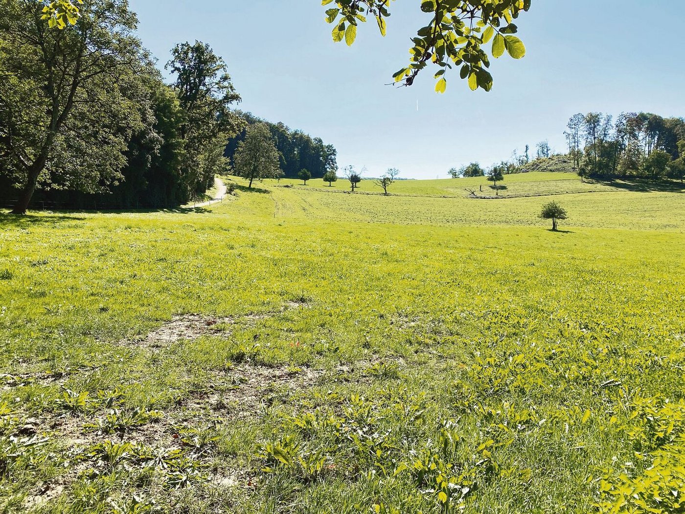 Das Gelände oberhalb des Waldes: Eine beweidbare Untersaat verhindert hier, dass nach der Getreideernte der Boden brach liegt. 