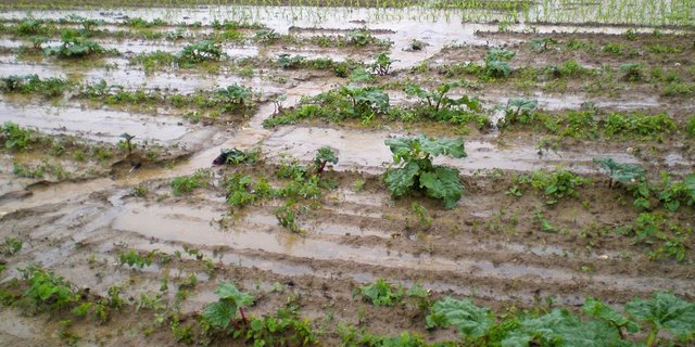 Durch Abschwemmung und Erosion gelangen Pflanzenschutzmittel in Gewässer. Um das zu vermeiden, müssen gefährdete Parzellen erkannt werden können. (Bild N. Konz/ Amt für Umweltschutz und Energie BL)