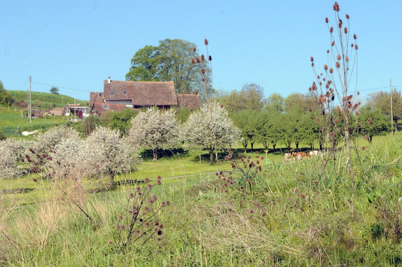 Am Obstgarten Farnsberg BL fördert BirdLife Schweiz die Insekten auf einer grossen Fläche. (Bild zVg)