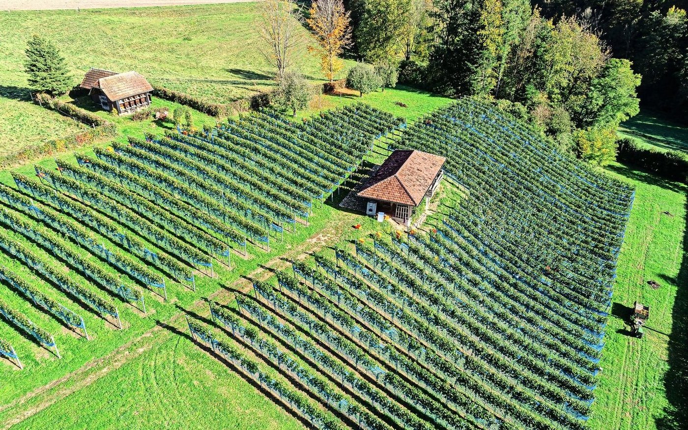 Der Rebberg in Messen wurde von Grund auf neu erstellt und ist mit Pinot noir und Gamaret bestockt.