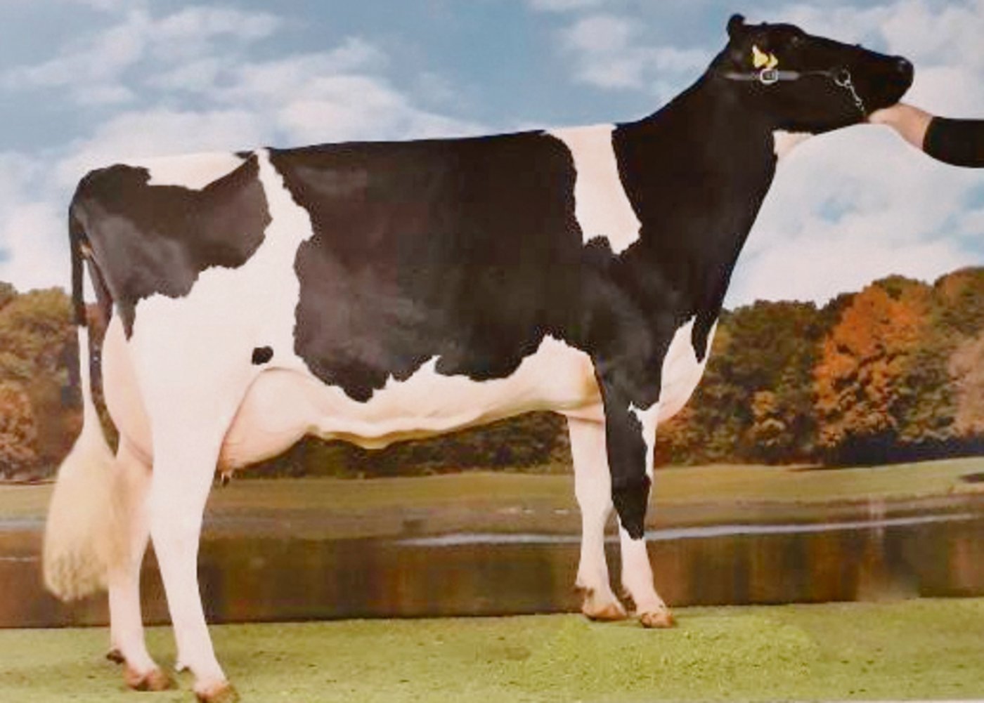 GS Alliance Gold Chip Aliyah hat zur Freude ihres Besitzers bereits vier Kuhkälber zur Welt gebracht. (Bild KeLeKi)