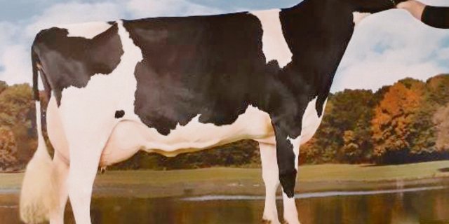 GS Alliance Gold Chip Aliyah hat zur Freude ihres Besitzers bereits vier Kuhkälber zur Welt gebracht. (Bild KeLeKi)