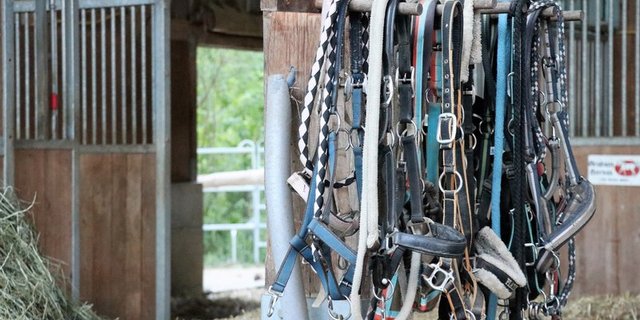 Arbeiten in Teams soll verhindern, dass keine Betreuungspersonen für die Pferde mehr zur Verfügung stehen. (Bild BauZ)