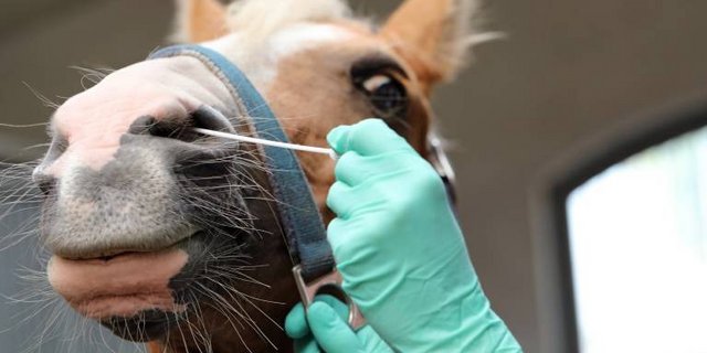 Nasentupfereinsatz bei einem Pferd für einen EHV-Test. (Bild imago)