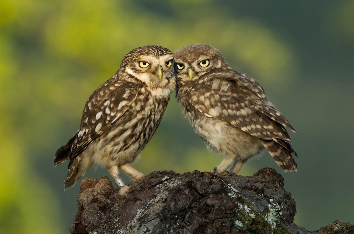 	 Immer öfter kann man dieses Bild in der Schweiz beobachten: ein erwachsener Steinkauz (links) kümmert sich um einen Jungvogel (rechts). (Bild Martin Becker)