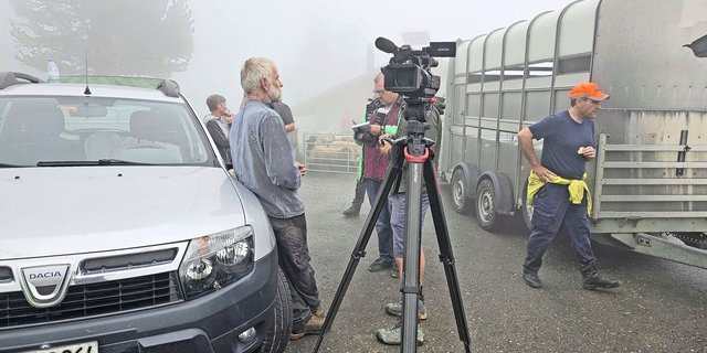 Ein schwieriger Tag für alle Beteiligten: Andreas Grossen (links) gibt die Schafe frühzeitig zurück ins Tal. Ein Luchs hat sie trotz Vergrämungsversuchen fast täglich angegriffen.