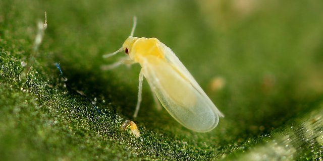 Die Baumwoll-Weisse Fliege tritt in Europa in Gewächshäusern auf. (zVg)
