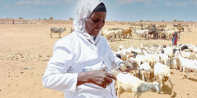 Eine von VSF-Suisse ausgebildete Tierhelferin bereitet in der äthiopischen Region Somali die Impfung von Ziegen vor.