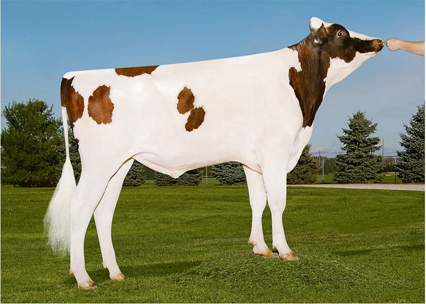 Der Pat-Sohn Mr Uno Pace setzt sich bei den Red Holstein mit einem Iset von 1452 Punkten an die Spitze. (Bild kd)