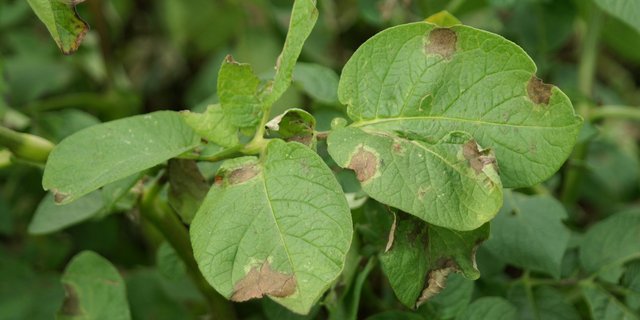 Ein Befall des Erregers Phytophthora infestans ist primär am Kraut der Kartoffeln sichtbar. (Bild Agroscope)