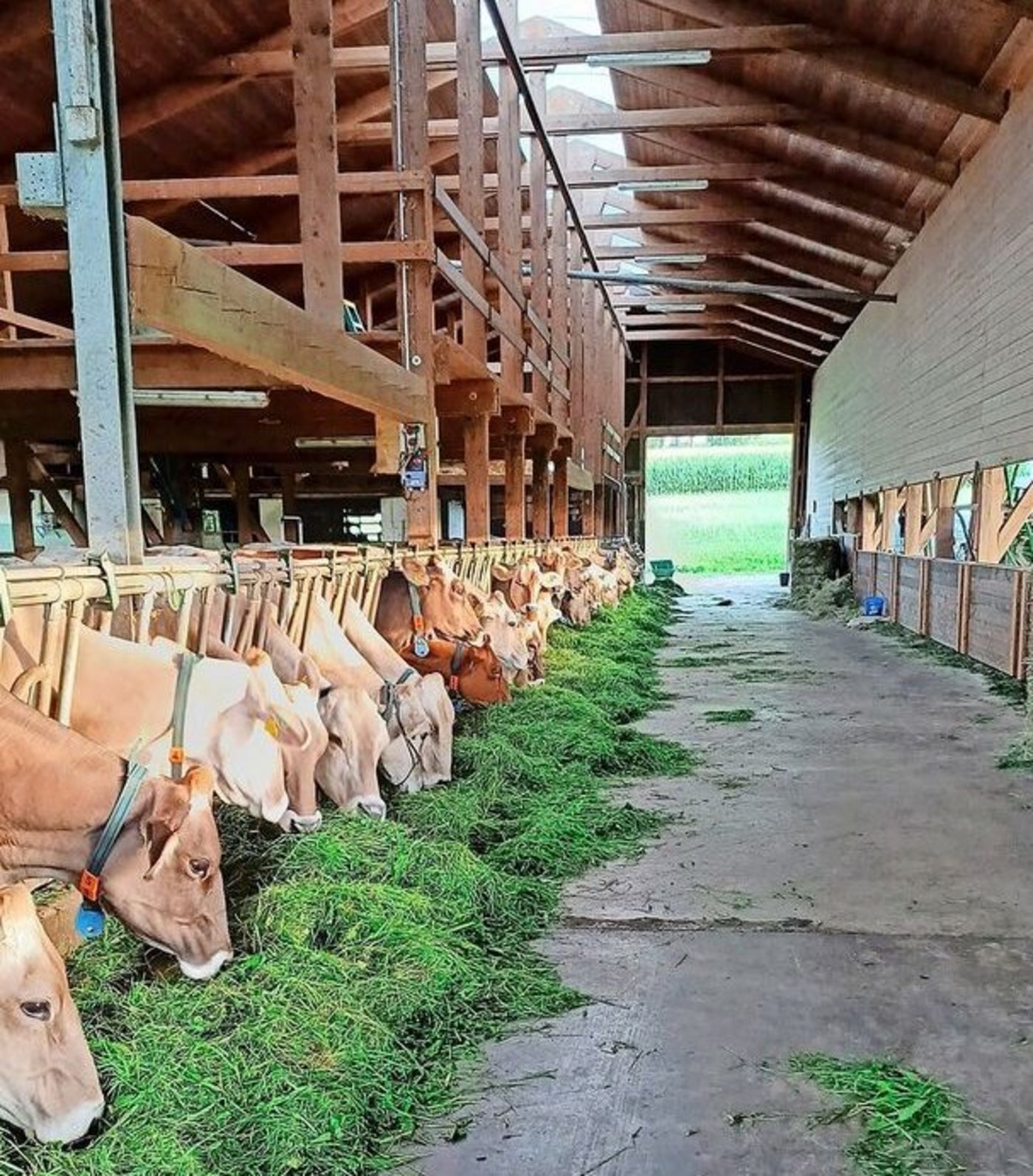 Ammanns Stall, etwas ausserhalb von Wittenwil, bietet Platz für 60 Milchkühe der Rasse Braunvieh. Die silofreie Milch wird täglich von der Käserei Wängi abgeholt. 