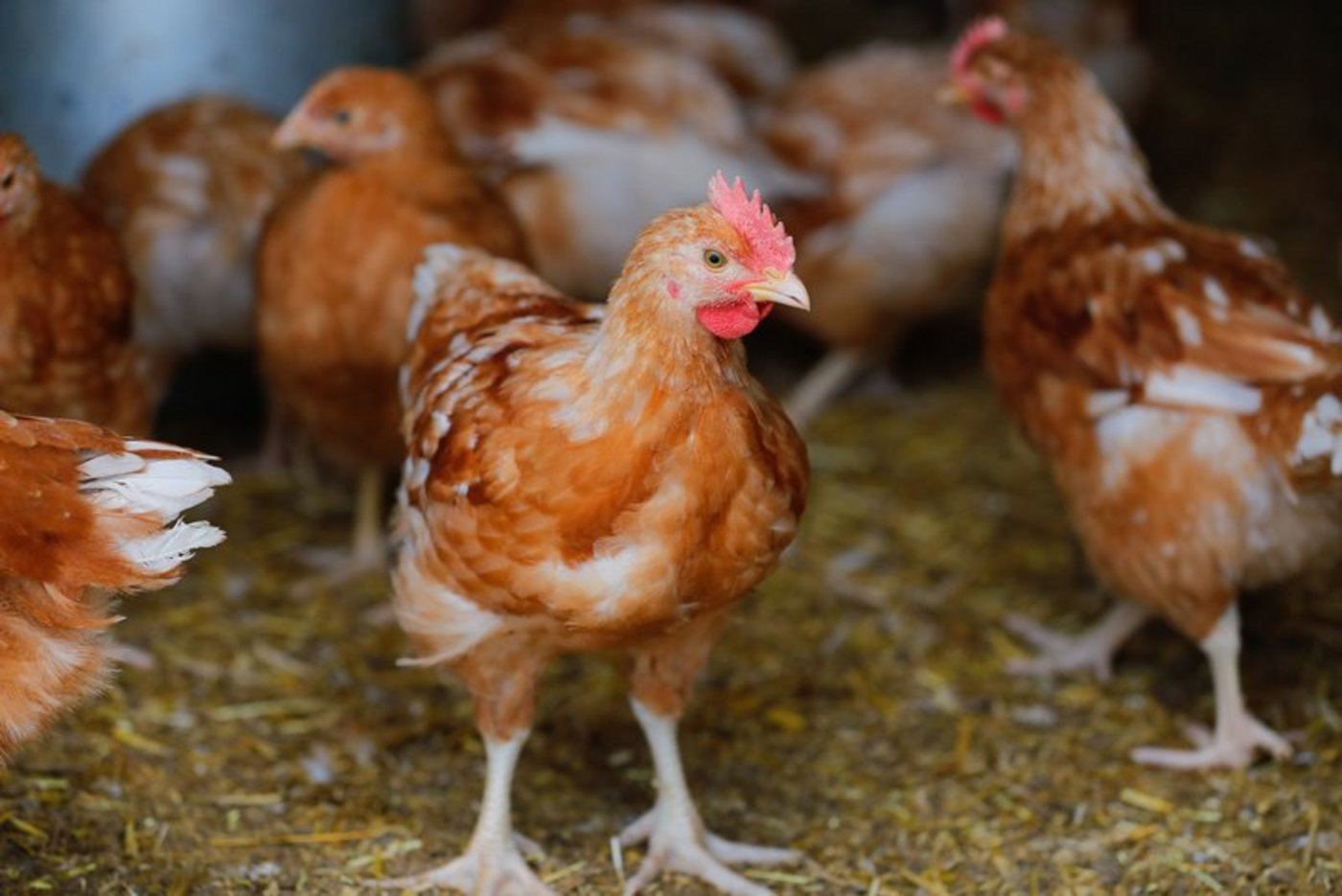 Bei Mastpoulets sei die Entwicklung im Bereich der tierfreundlichen Produktion «höchst problematisch», so der STS. Ausser Coop führ kaum jemand entsprechende Produkte überhaupt im Sortiment. (Bild Peter Röthlisberger / BauZ)