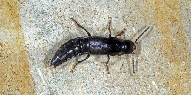 Höhlen-Raubkäfer leben auch in der Streulaubschicht von Wäldern oder in Kleinsäugerbauten. (Bild  Klaus Bogon, Sontra)