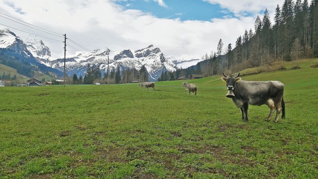 Käthi, Kalinka und Kolibri geniessen die Zeit auf der Weide. (Bild Toni Bergmann)